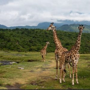 Arusha National Park