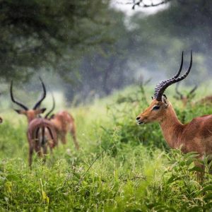 Arusha National Park