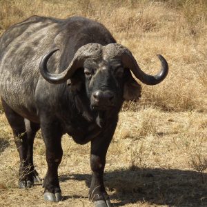Arusha National Park